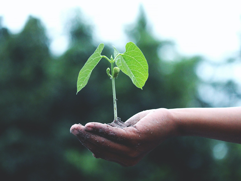 Carbon Net Zero